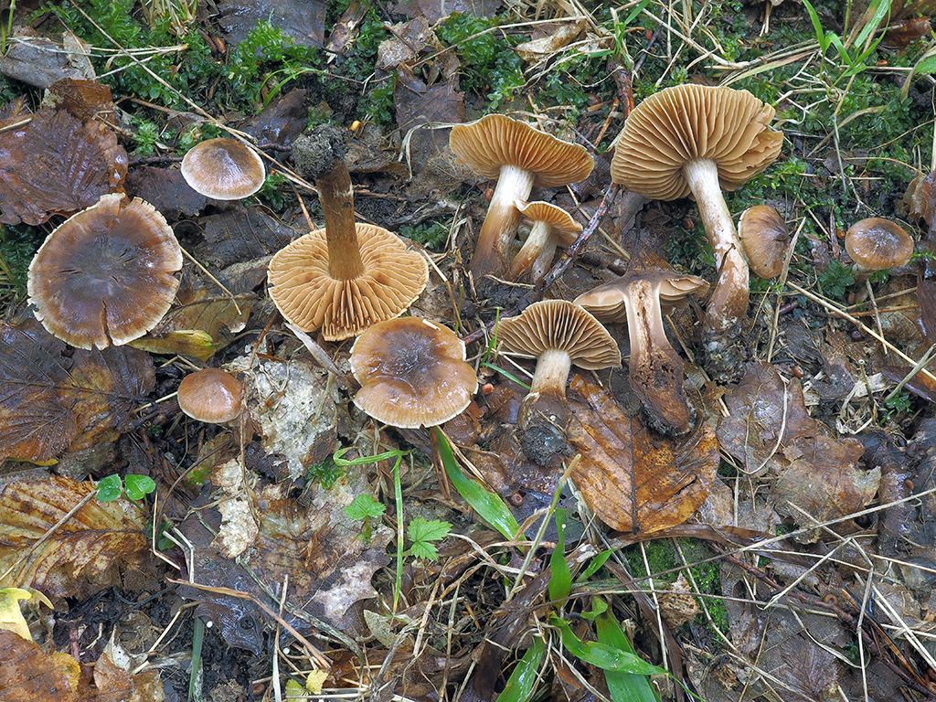 C. subscotoides - tmavostredový