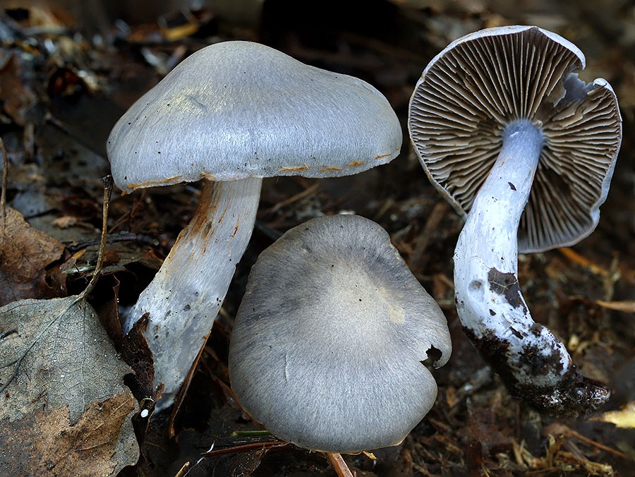 C. subvirgatus - vrastenovláknitý