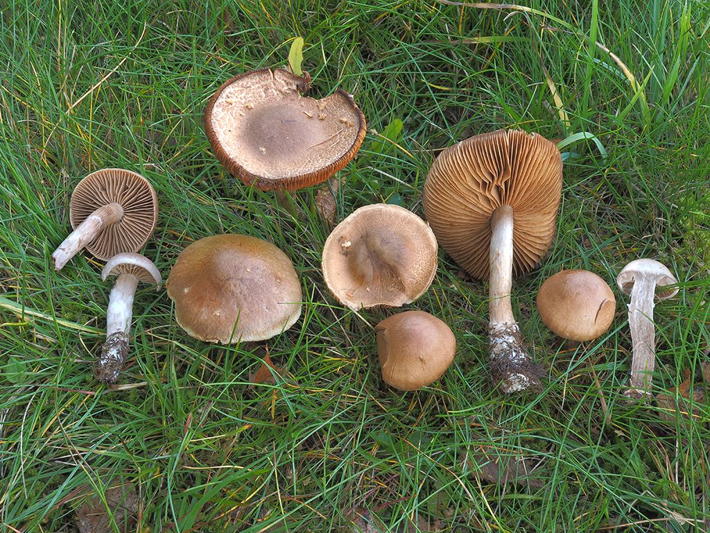 C. tabularis - plochý 