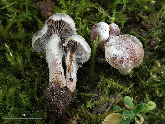 C. tiliaceus - lipový