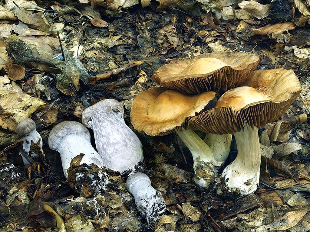 C. turgidus asp. petilipes - napuchnutý štíhly