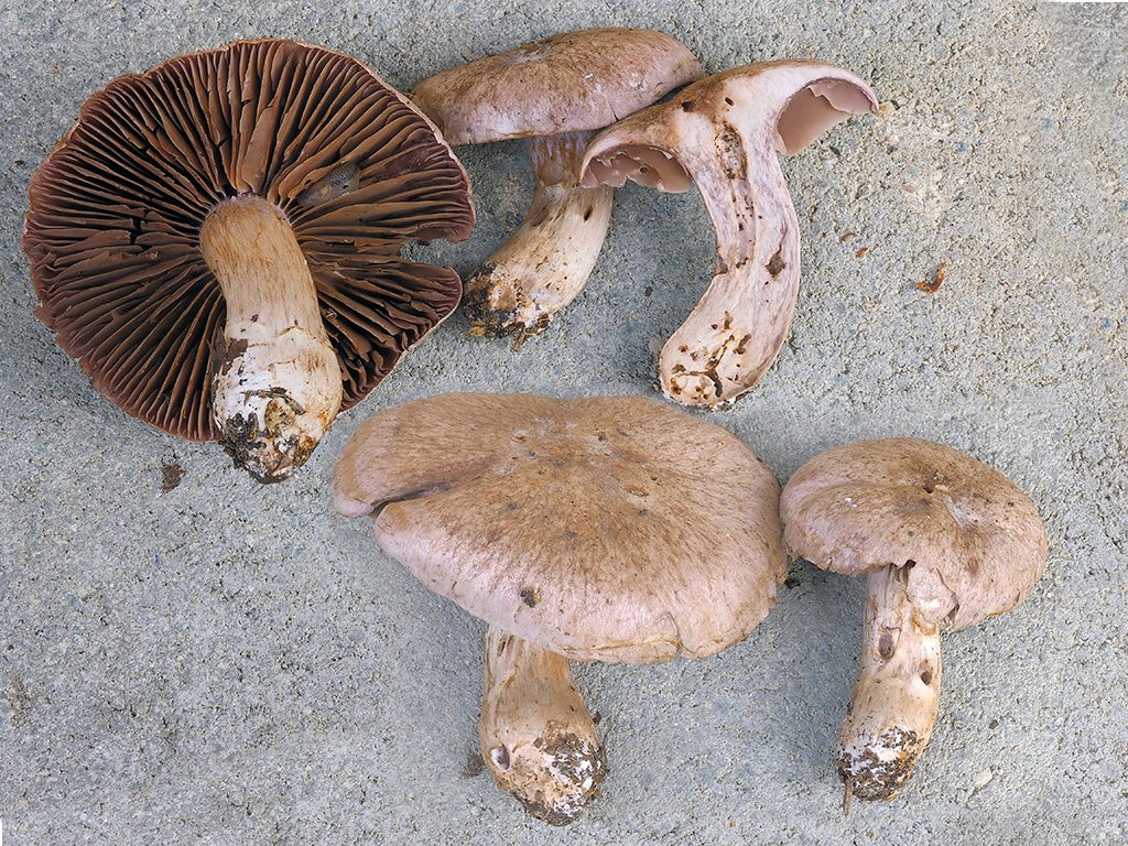 C. urbicus - zväzkovitý