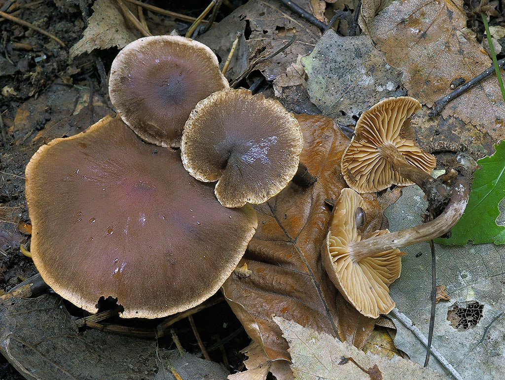 C. violaeolens - fialkovonný