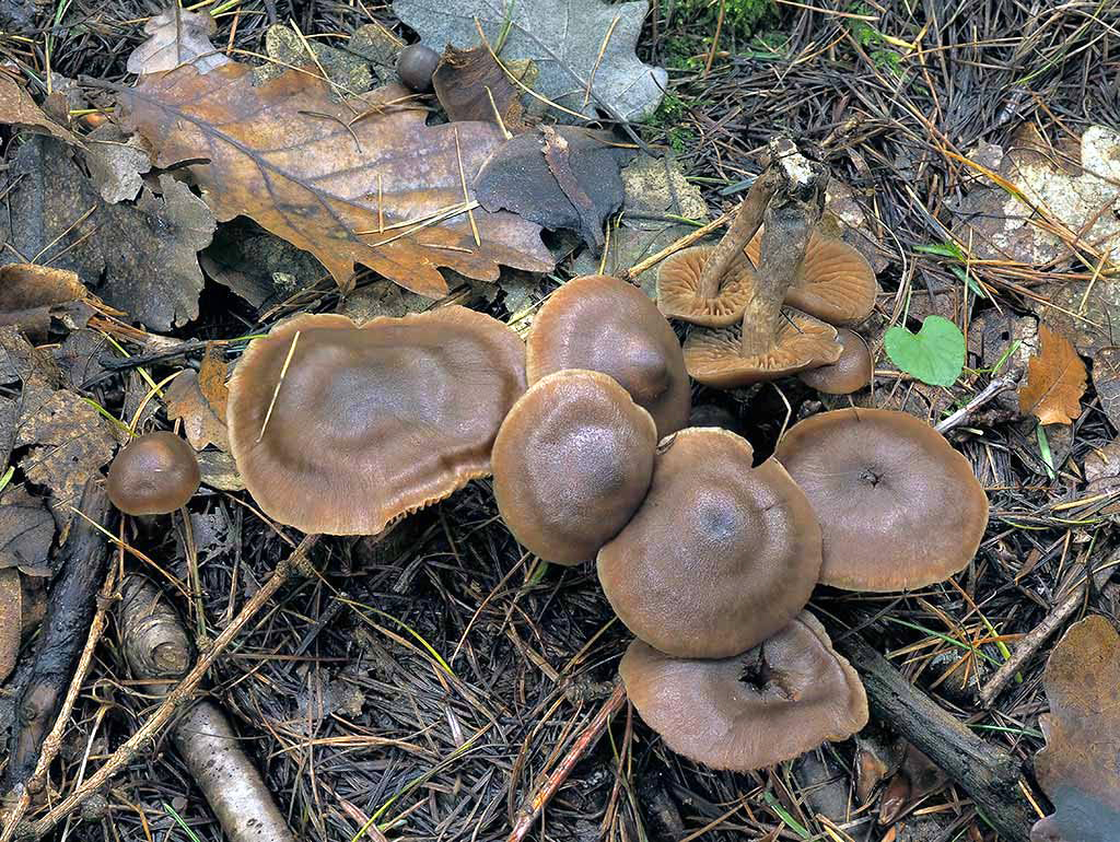 C. uraceonemoralis - dúbravový