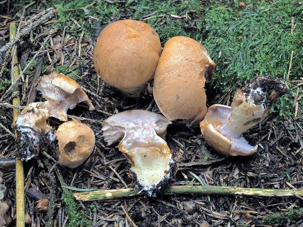 C. variipes var. ianthinophyllus - rôznohlúbikový fialovolupeňový
