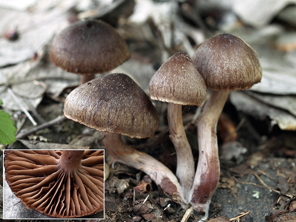 C. vernus - včasný