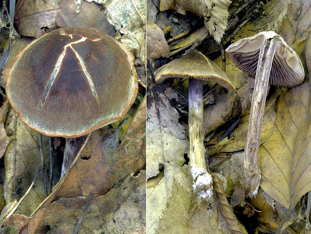 C. violaceopapillatus - fialovobradavičnatý