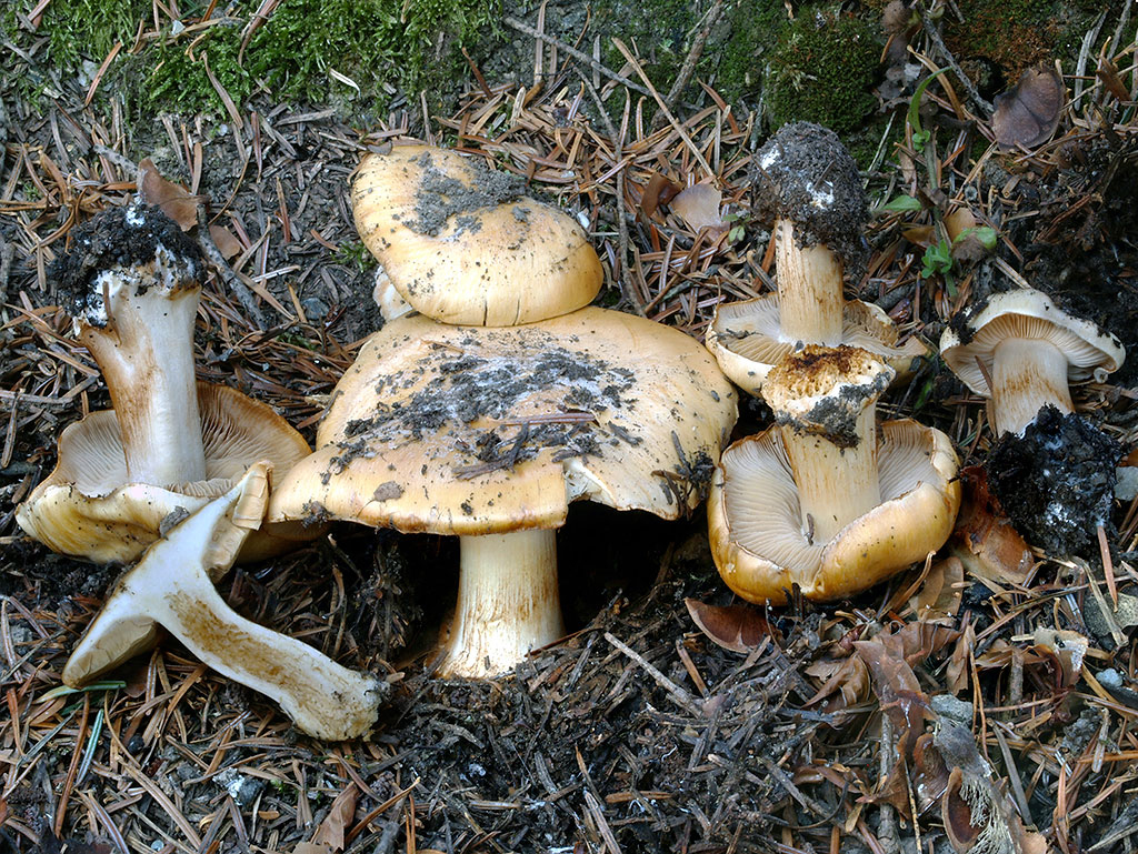 C. xantho-ochraceus - plavookrový