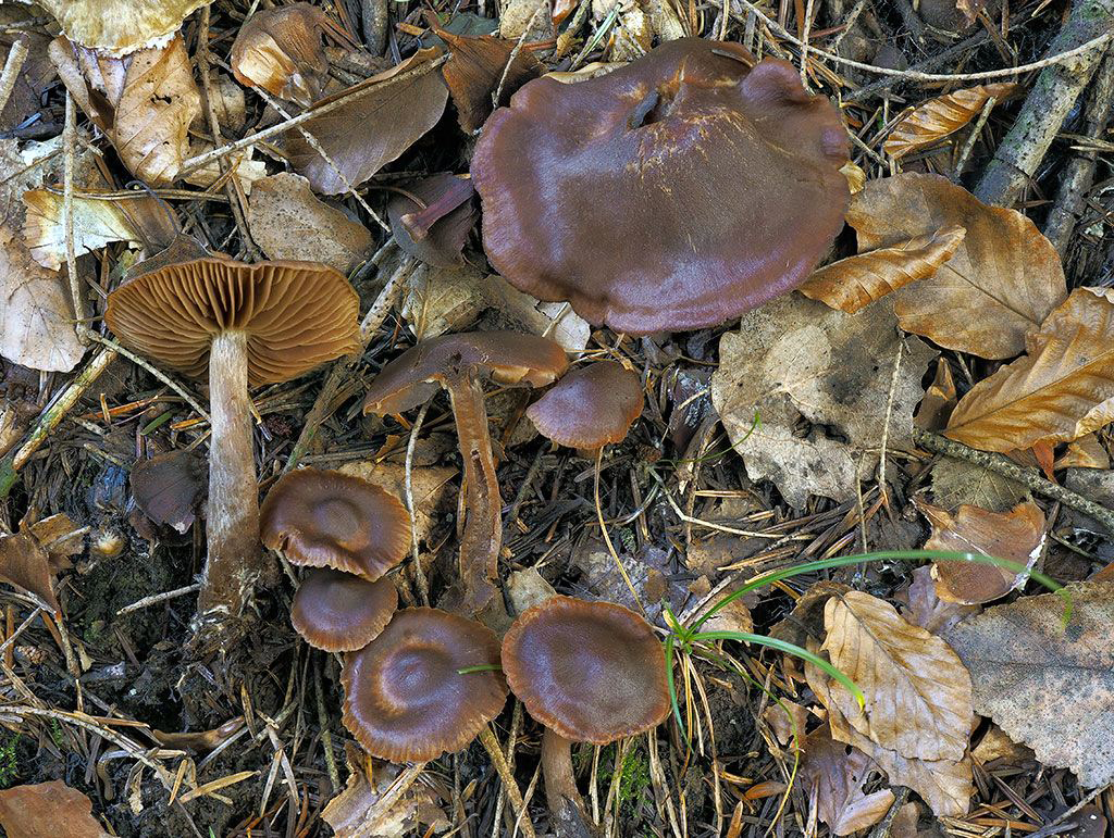 C. coracis - krkavčí
