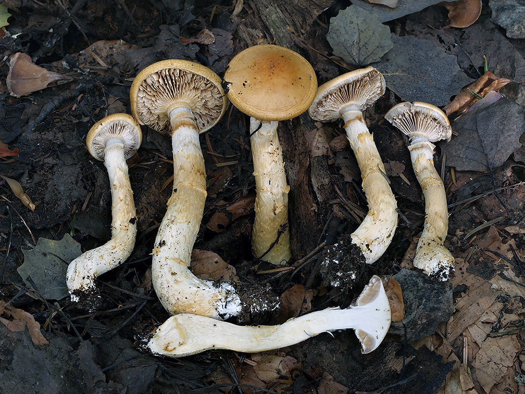 C. grandisporus - mohutnovýtrusný