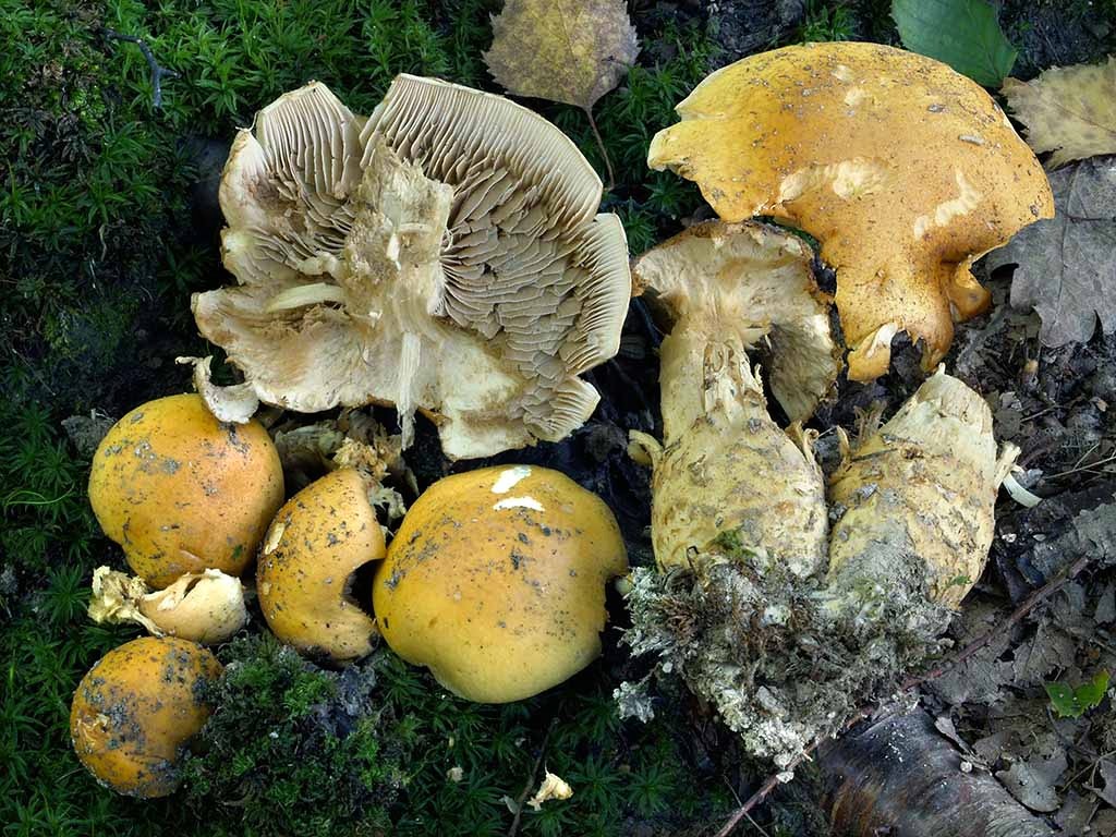 C. paracephalixus - topoľový 