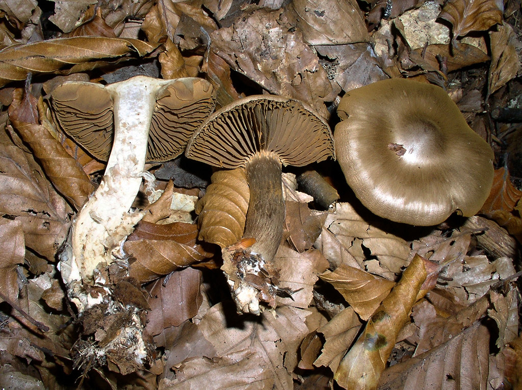 Cortinarius sp.