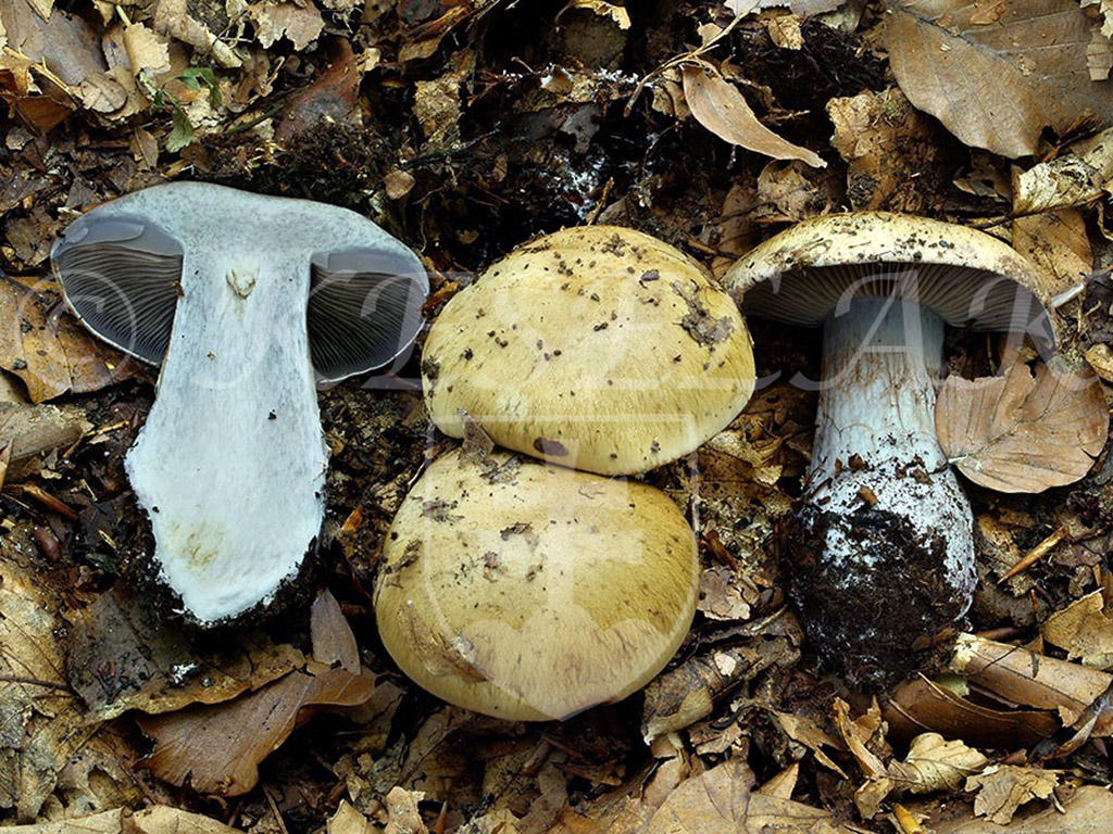 C. largoides var. largoides - väčší 