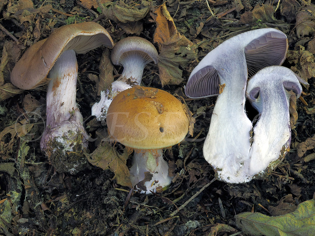 C. subpurpurascens var. tigrinomaculatus - tigrovanoškvrnitý 