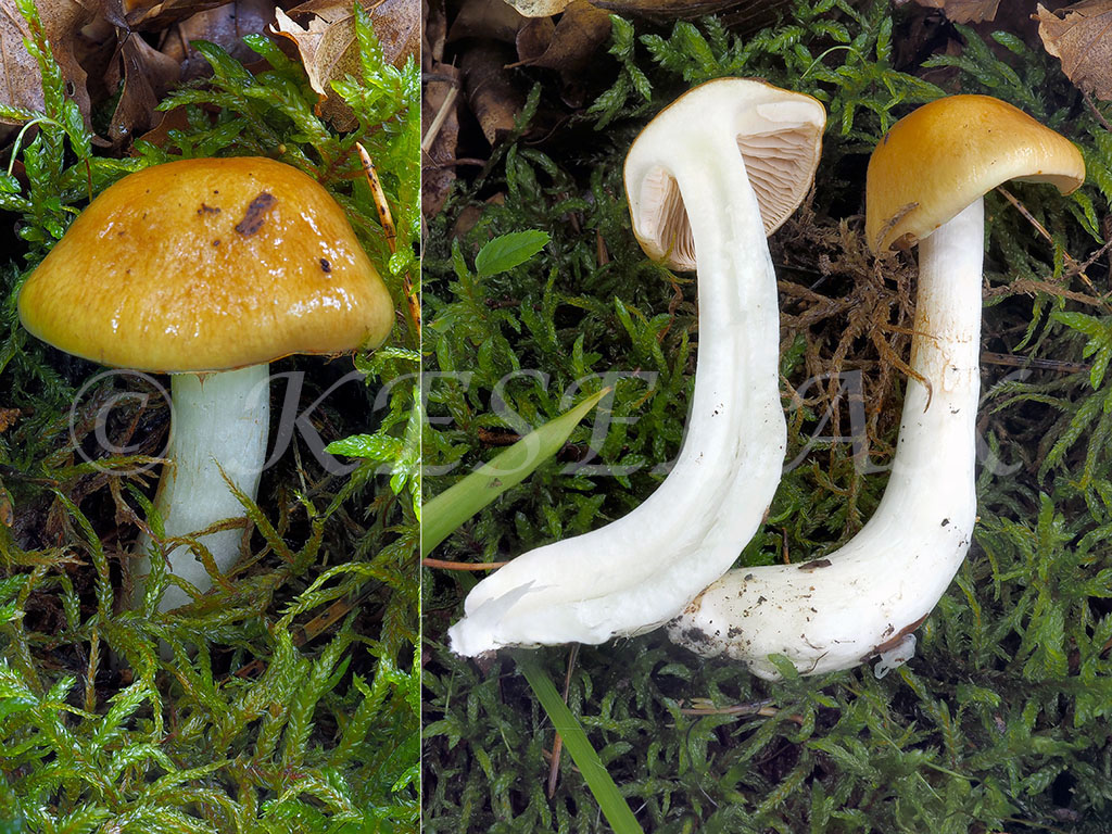 C. causticus - pribledlý