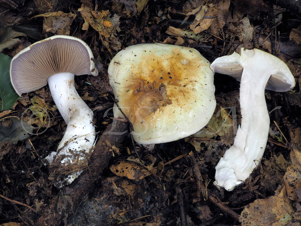 C. lividoviolaceus - olovovofialový