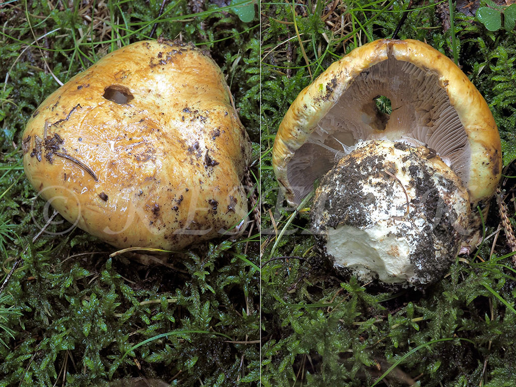 C. albomaculatus - bieloškvrnitý