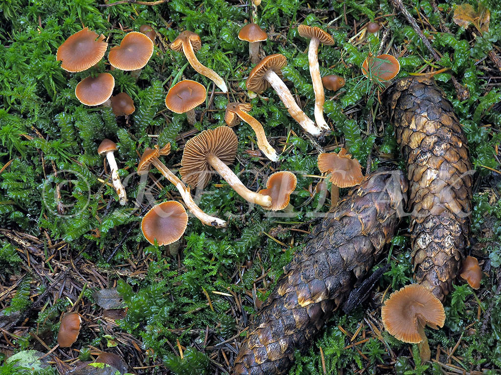 C. ovatosporus - oválnovýtrusný