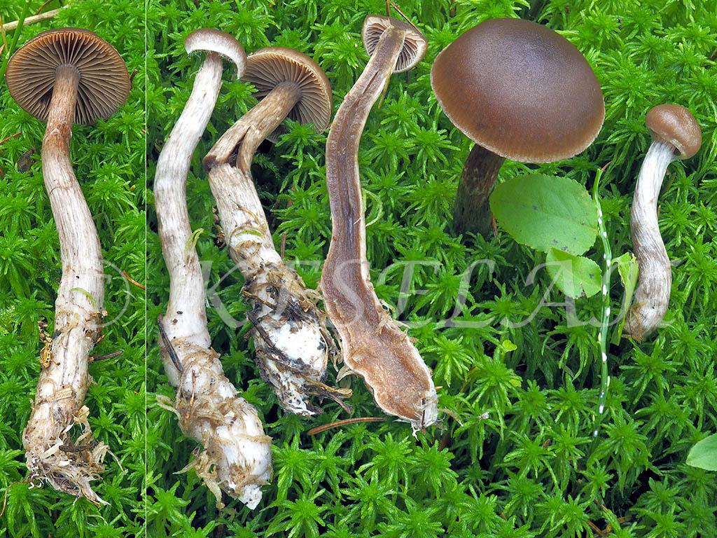 C. brunneus var. incommixtus - oddelený