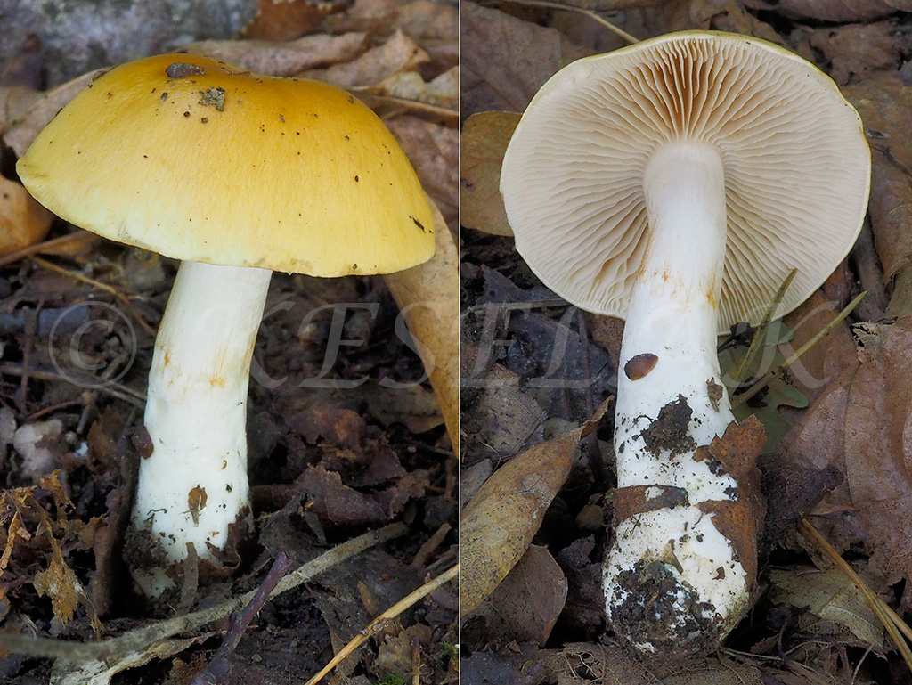 C. emollitus s.l. - bukový