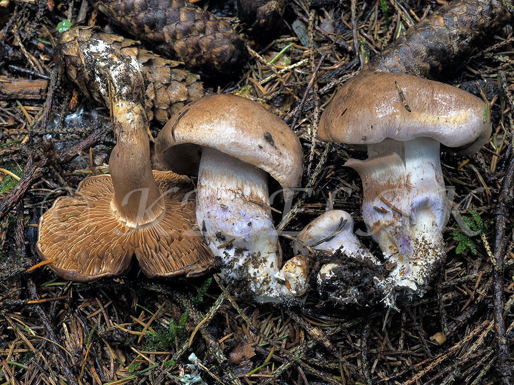 C. violaceomaculatus - fialovoškvrnitý