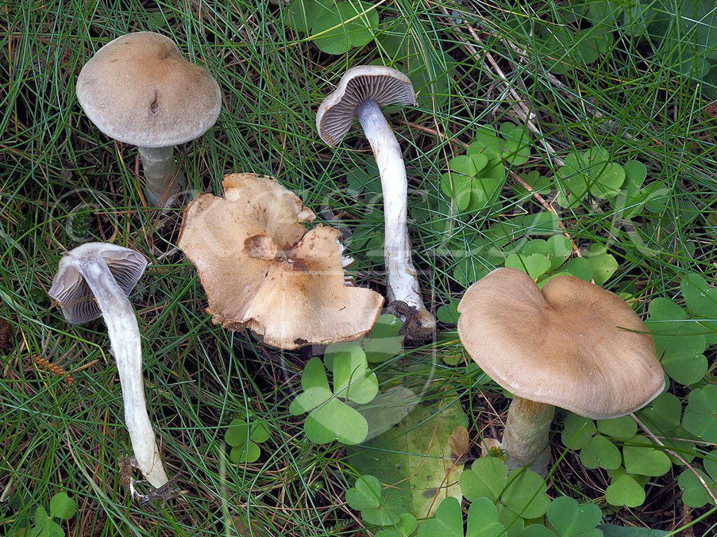 C. anomalus - opásaný