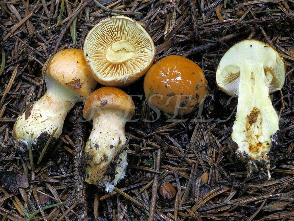 C. aromatizans - voňavý 