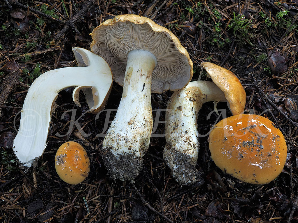 C. decolorans - vybledajúci