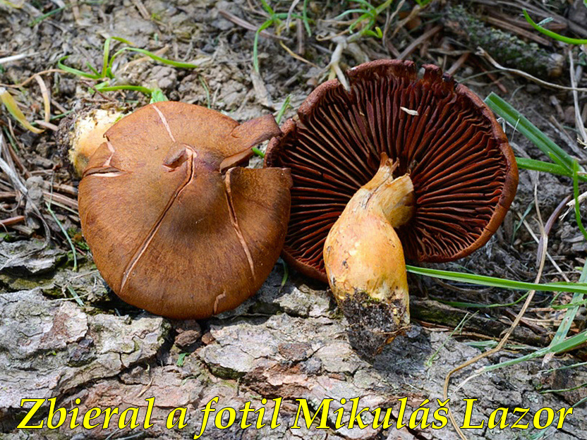 C. phoeniceus - karmínový