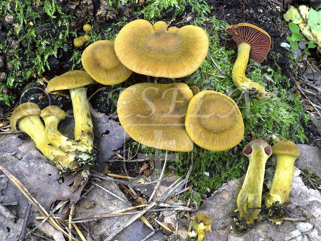 C. semisanguineus agg. - krvavolupeňový