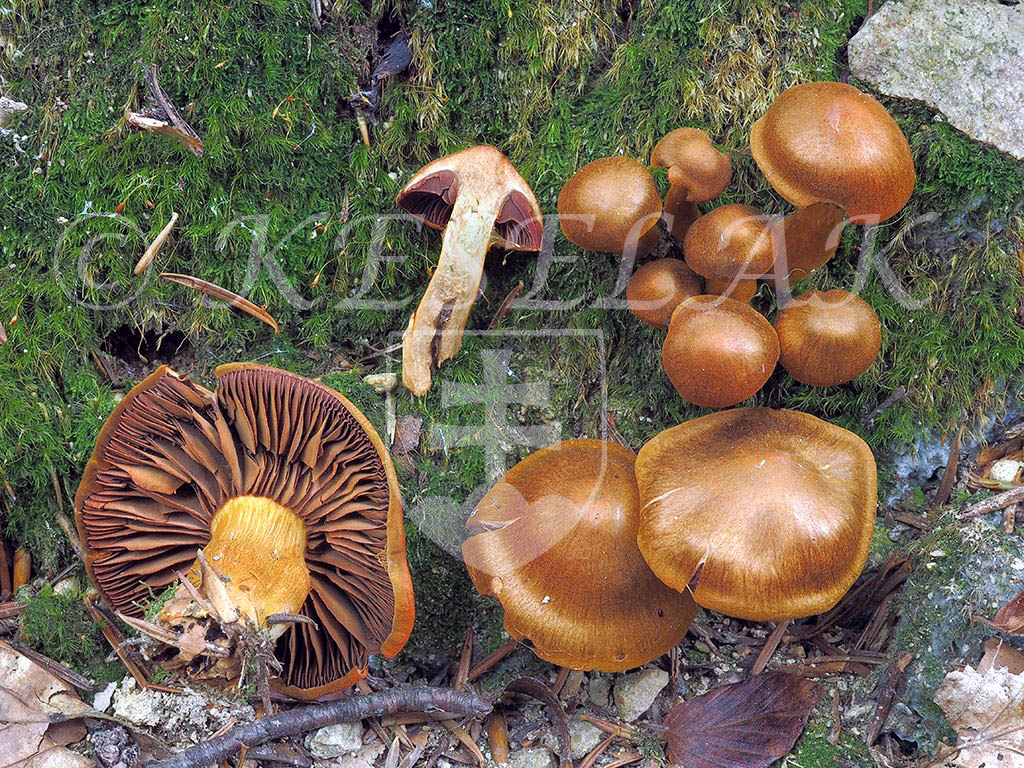 C. omissus - uvoľnený