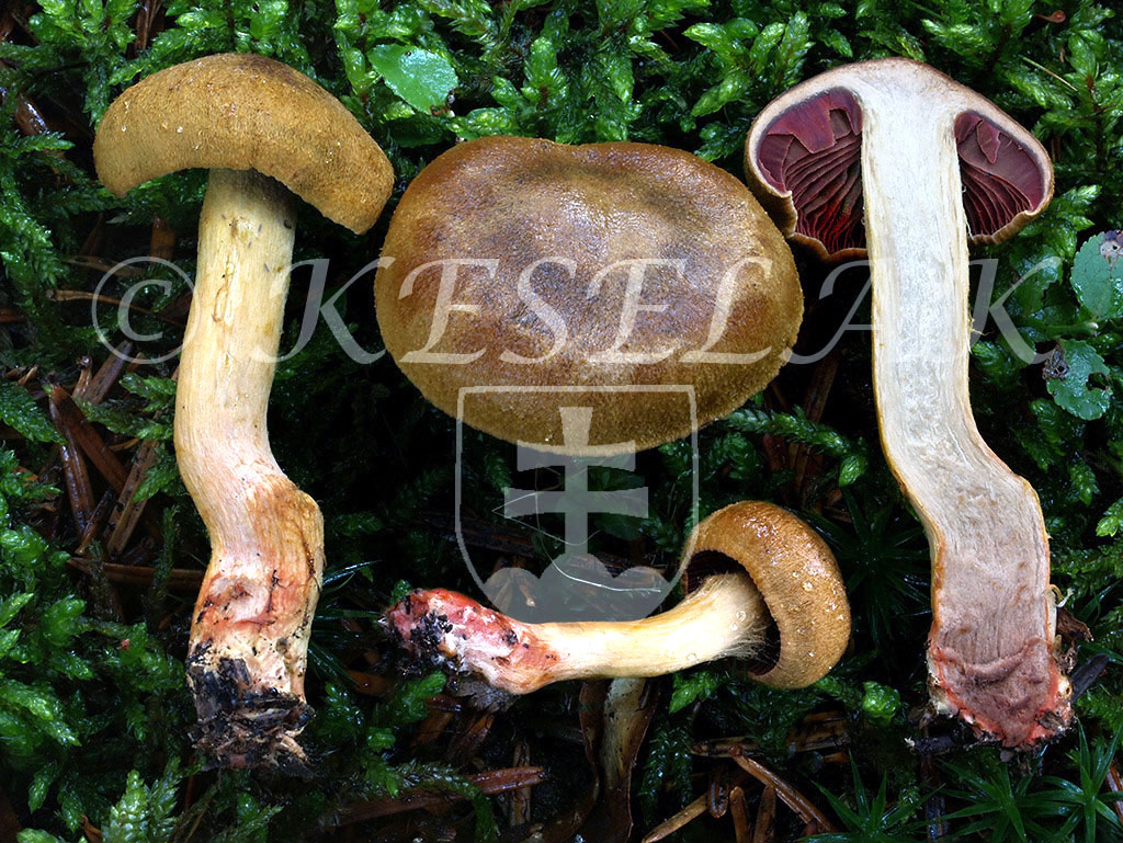 C. rubrophyllus - červenavý