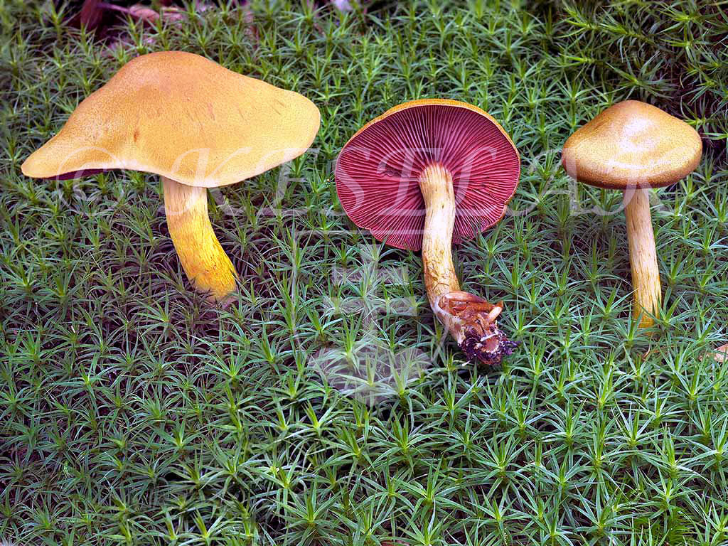 C. ominosus - hnedogranátový