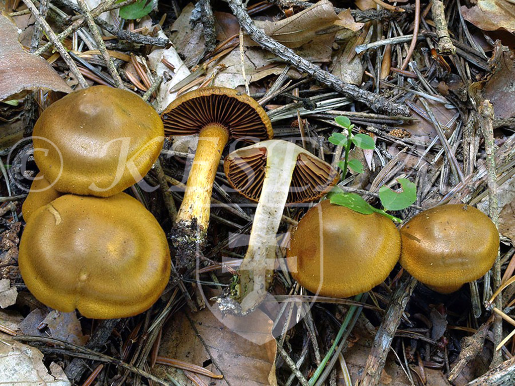 C. cruentiphyllus - krvavolupenný 