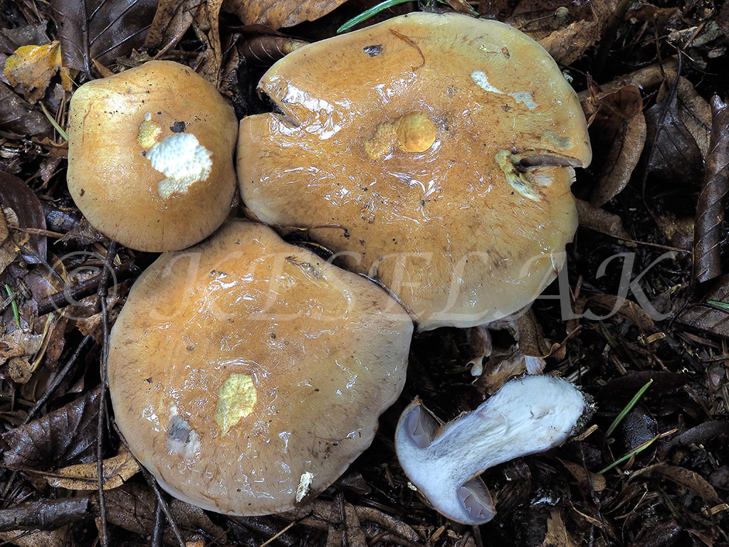 C. subinopss -  ochudobnený