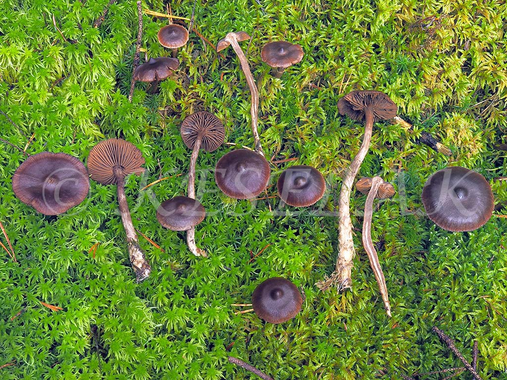 C. iliopodius - bahnonohý