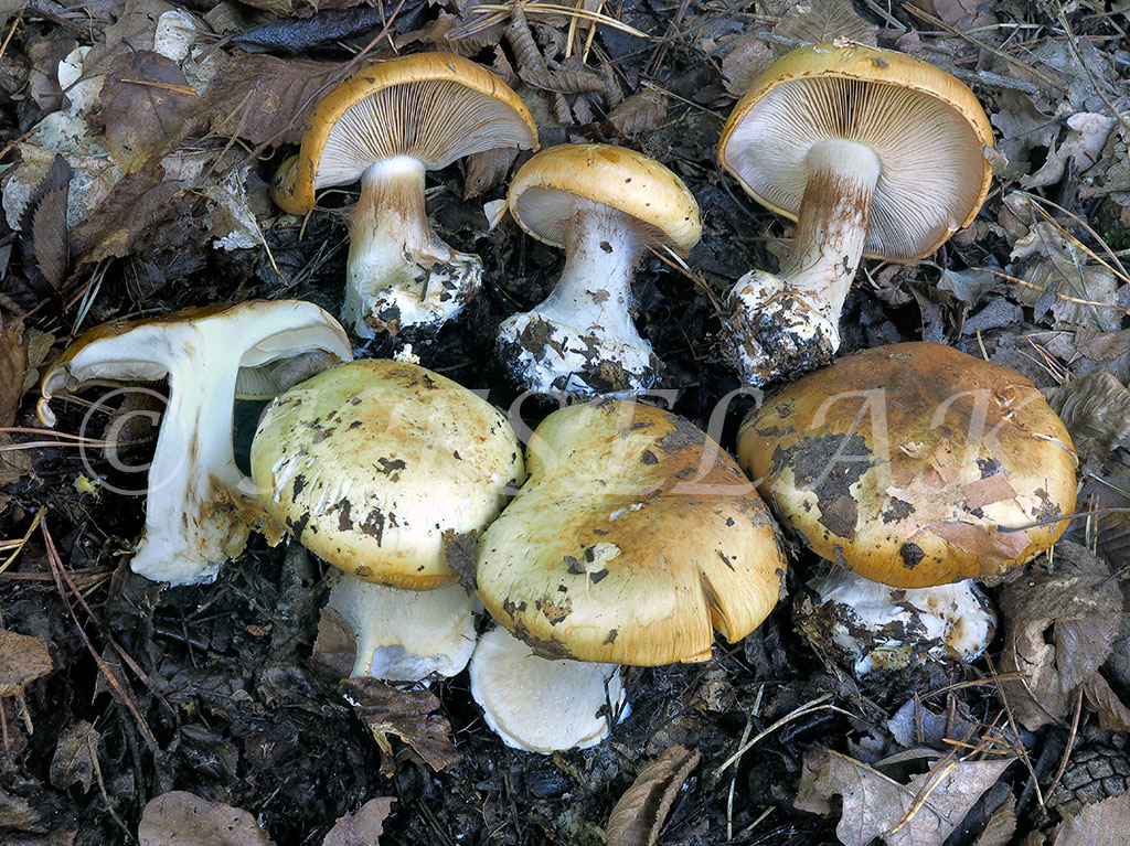 C. rapaceotomentosus - drsneplstnatý