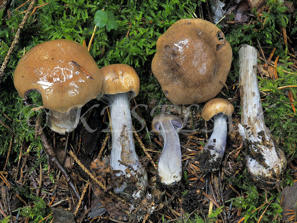 C. herpeticus f. altaicus - plazovitý altajský