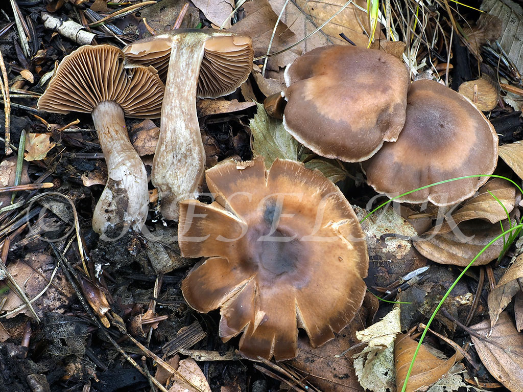 C. sordidemaculatus - špinavoškvrnitý