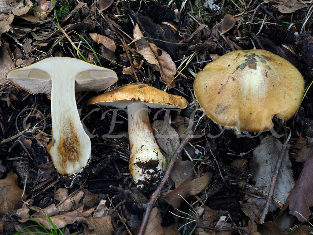 C. percomis agg. - zlatohnedý 