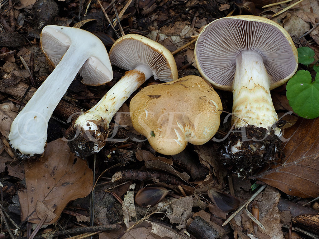 C. olidus - jarabatý