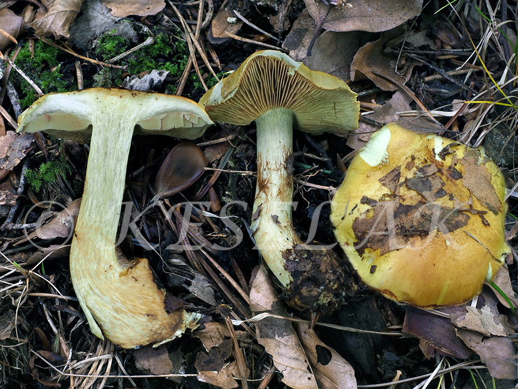 C. regis-romae - rímsky