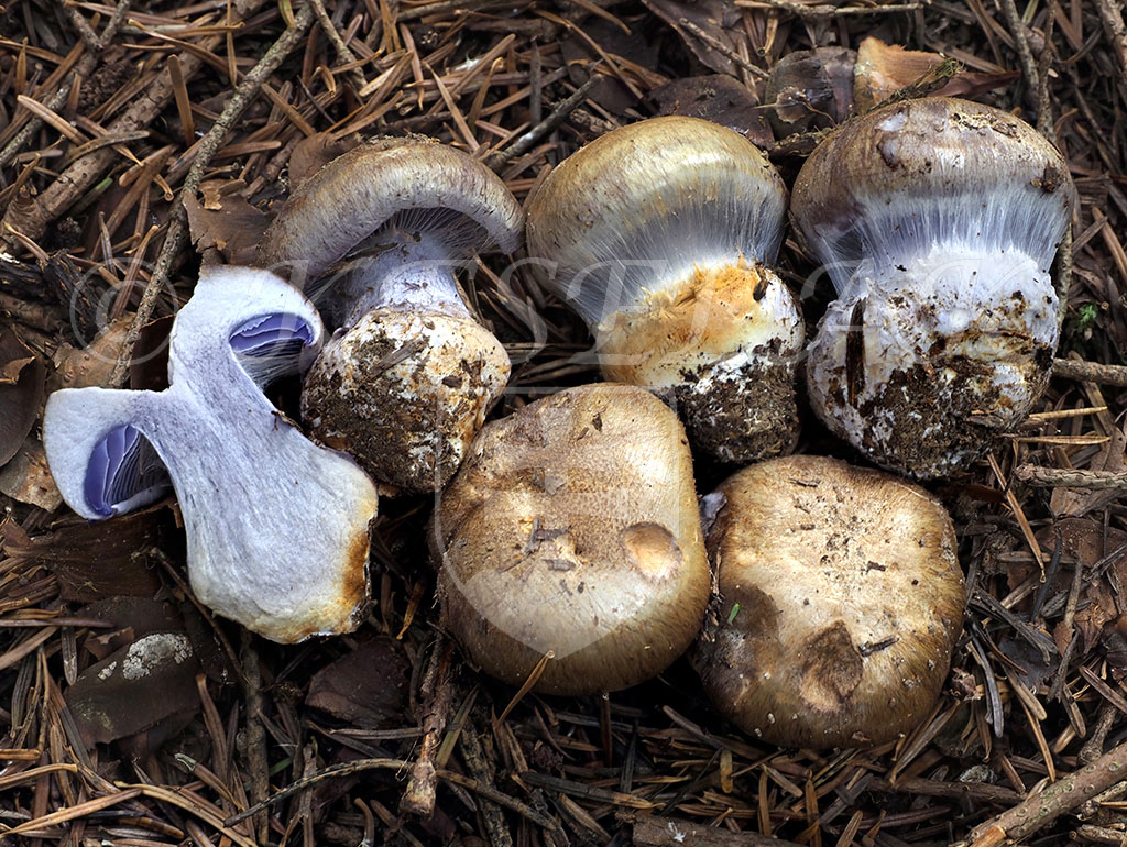 C. appennini - apeninský