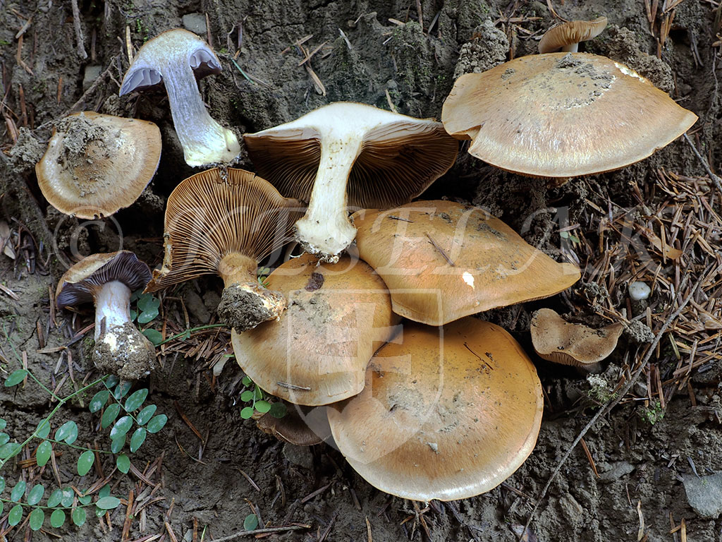 C. magicus - magický