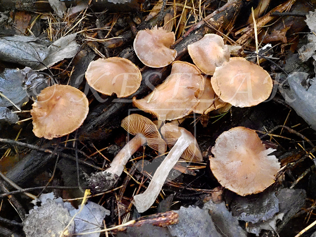 C. leucopus - bielohlúbikový