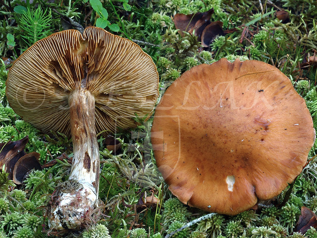 C. armeniacus agg. - marhuľovožltý