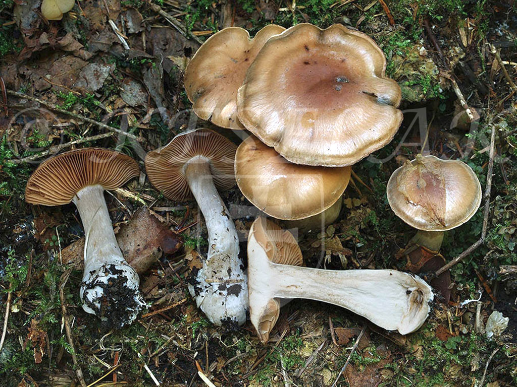 C. dignoscibilis - rozlíšiteľný