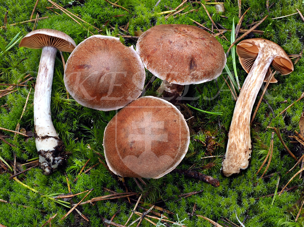 C. parasuillus - masliakový