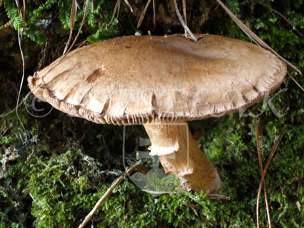 C. subumbilicatus agg. - polopupkovitý