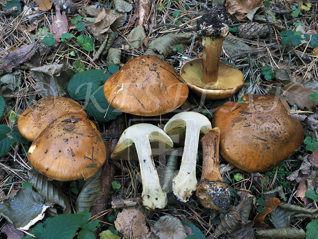 C. parelegantior var. parelegantior - elegantnejší